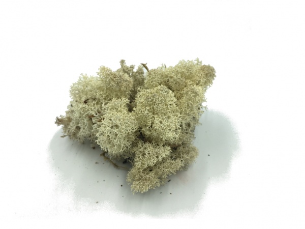 Reindeer Moss 5 kg Wholesale Box - Purified - Natural White Color - Norwegian
